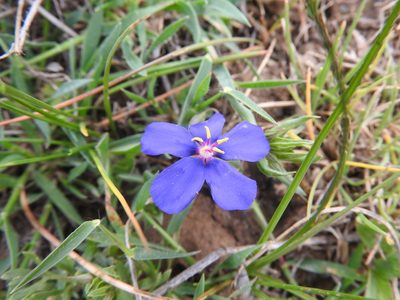 Lysimachia monelli, photographed by Abdenour Kheloufi