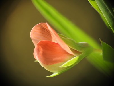 Lathyrus cicera, photographed by Yves Bas