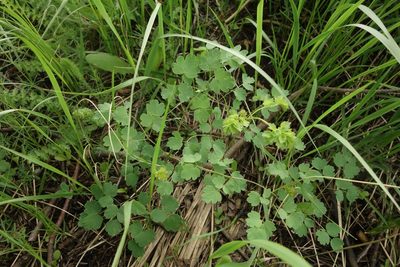 Thalictrum minus, photographed by Aleksei Baushev