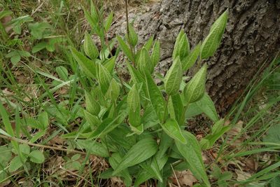 Clematis integrifolia, photographed by Aleksei Baushev