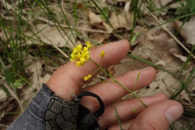 Draba sibirica, photographed by Aleksei Baushev