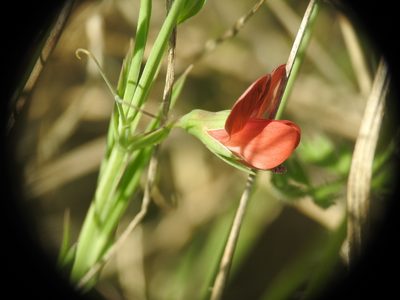 Lathyrus cicera, photographed by Yves Bas