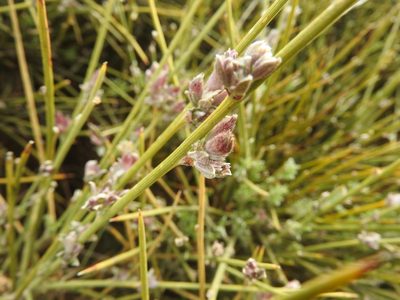 Erinacea anthyllis, photographed by Abdenour Kheloufi