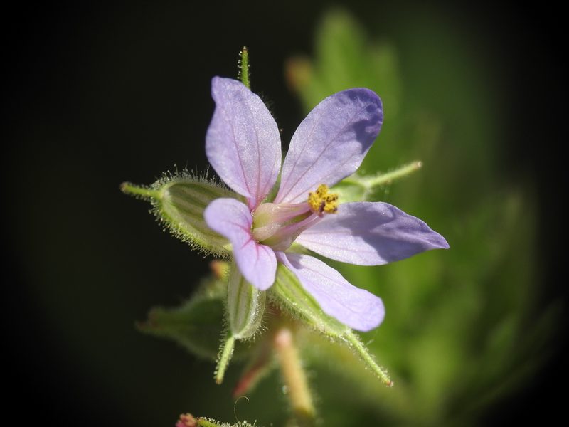 Erodium ciconium, photographed by Yves Bas