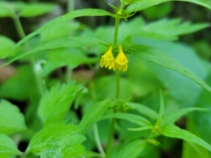 Melampyrum sylvaticum, photographed by Elias