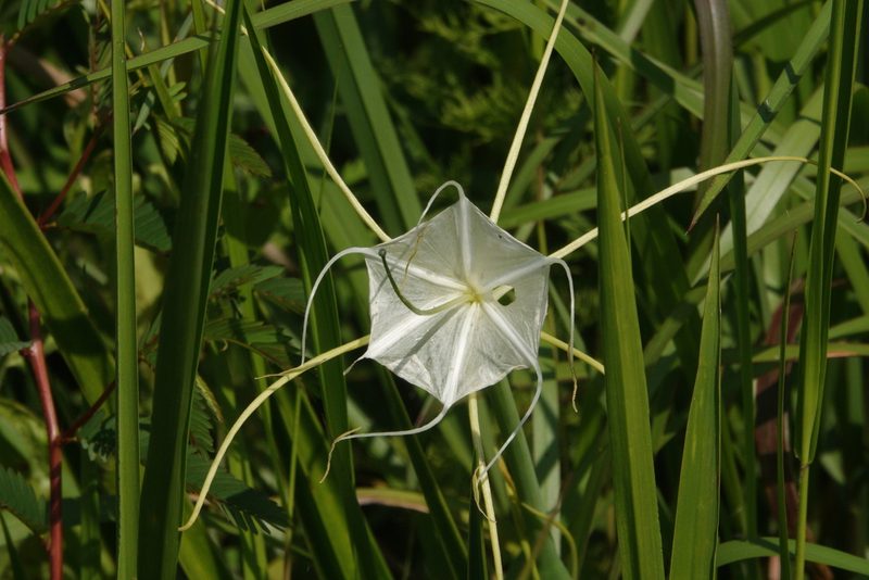 Hymenocallis palmeri, photographed by Claire Herzog