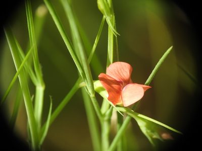 Lathyrus sphaericus, photographed by Yves Bas