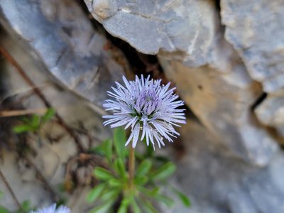 Globularia cordifolia, photographed by Elias
