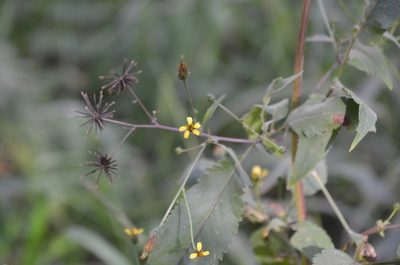 Bidens subalternans, photographed by Lauu
