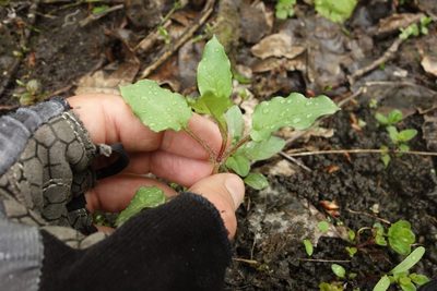 Stellaria aquatica, photographed by Aleksei Baushev