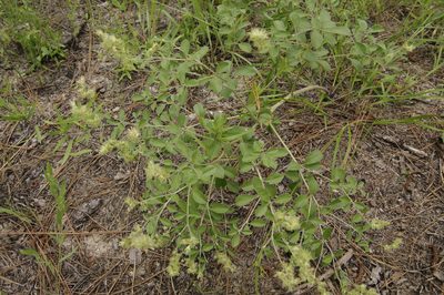 Pediomelum canescens, photographed by Eric Knight