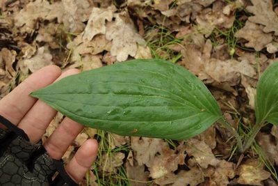 Scorzonera humilis, photographed by Aleksei Baushev