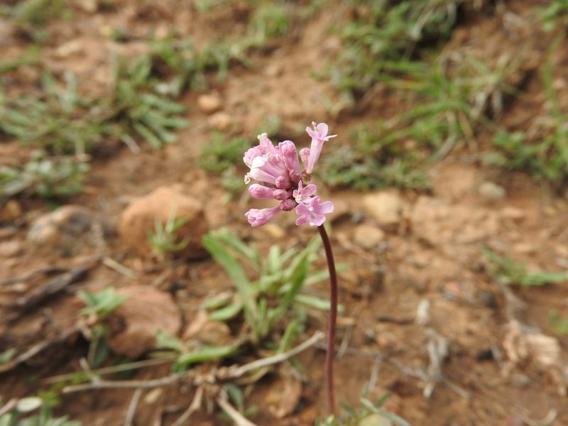 Valeriana tuberosa, photographed by Abdenour Kheloufi