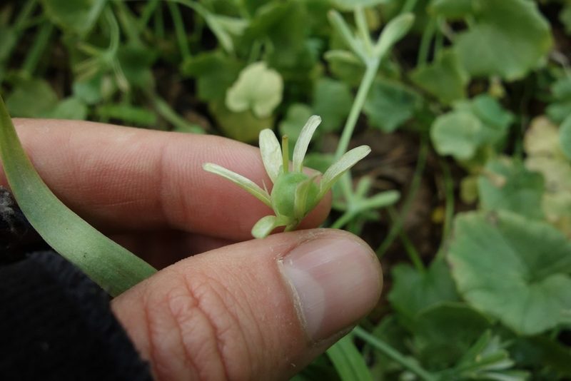 Gagea lutea, photographed by Aleksei Baushev