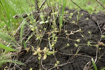 Androsace elongata, photographed by Aleksei Baushev