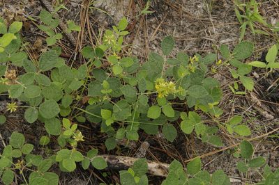 Rhynchosia tomentosa, photographed by Eric Knight
