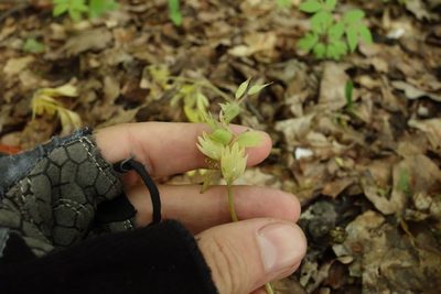Corydalis solida, photographed by Aleksei Baushev