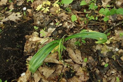 Scilla siberica, photographed by Aleksei Baushev
