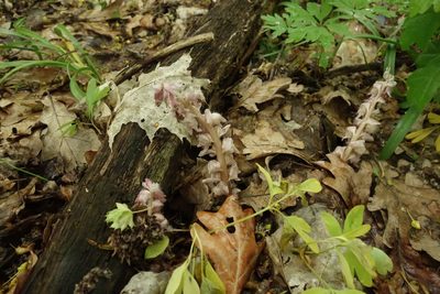 Lathraea squamaria, photographed by Aleksei Baushev
