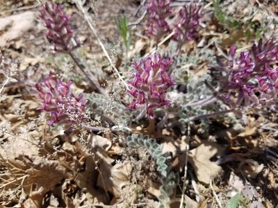 Astragalus mollissimus, photographed by Grant Mullen