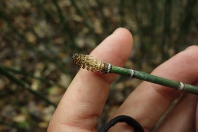 Equisetum hyemale, photographed by Aleksei Baushev