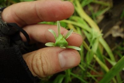 Gagea lutea, photographed by Aleksei Baushev