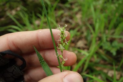 Carex pilosa, photographed by Aleksei Baushev