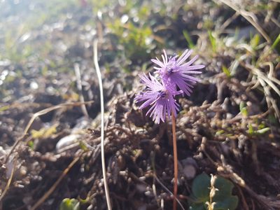 Soldanella alpina, photographed by Guillaume Hoffmann