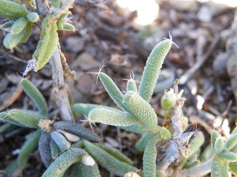 Trichodiadema pomeridianum, photographed by Antoinette Eyssell Knox