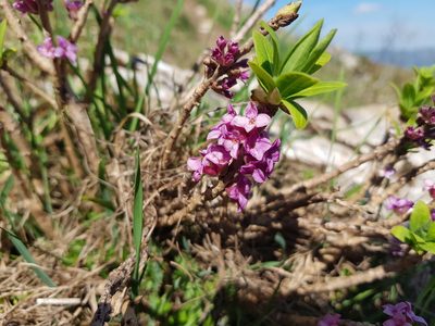 Daphne mezereum, photographed by Guillaume Hoffmann