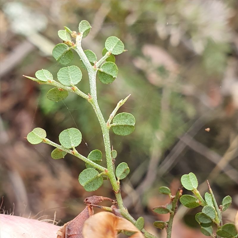 Bossiaea obcordata, photographed by ronavery