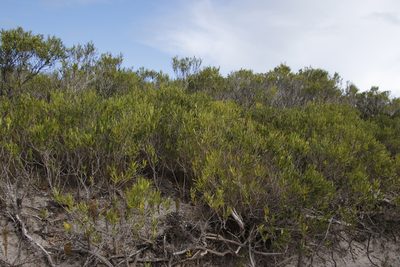 Olea exasperata, photographed by Tony Rebelo