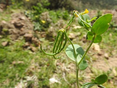 Coronilla scorpioides, photographed by Abdenour Kheloufi