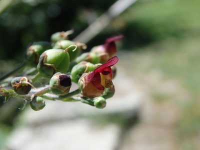 Scrophularia auriculata, photographed by Carminda Santos