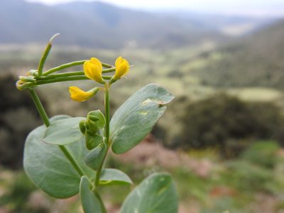 Coronilla scorpioides, photographed by Abdenour Kheloufi