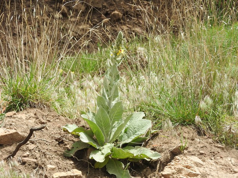 Verbascum rotundifolium, photographed by Abdenour Kheloufi