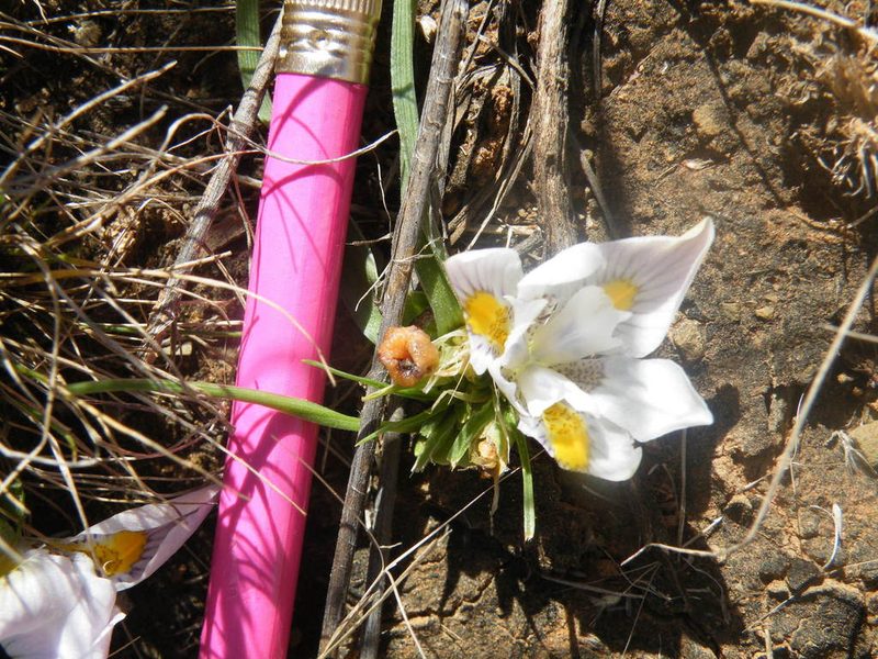 Moraea falcifolia, photographed by Antoinette Eyssell Knox