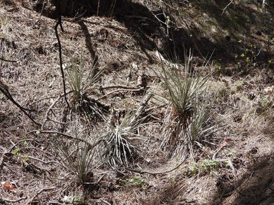 Yucca glauca