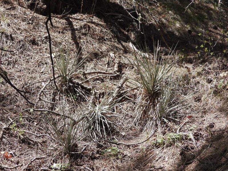 Yucca glauca, photographed by Jared Shorma