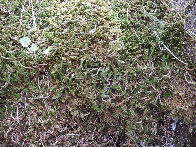 Selaginella underwoodii, photographed by Jared Shorma