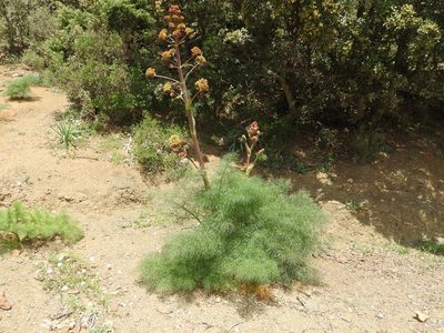 Ferula communis, photographed by Abdenour Kheloufi