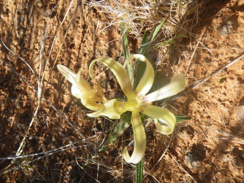 Babiana hypogaea, photographed by Antoinette Eyssell Knox
