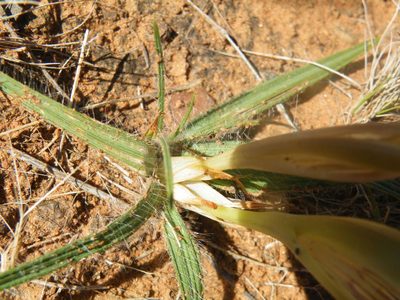 Babiana hypogaea, photographed by Antoinette Eyssell Knox