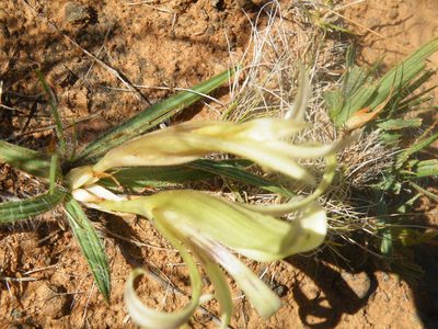 Babiana hypogaea, photographed by Antoinette Eyssell Knox