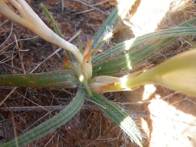 Babiana hypogaea, photographed by Antoinette Eyssell Knox