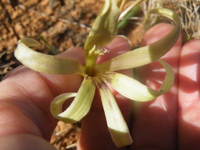 Babiana hypogaea, photographed by Antoinette Eyssell Knox