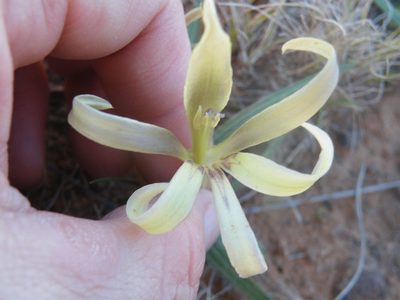 Babiana hypogaea, photographed by Antoinette Eyssell Knox