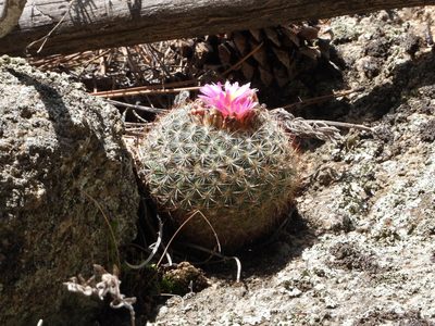 Pediocactus simpsonii, photographed by Jared Shorma