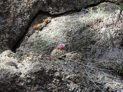 Pediocactus simpsonii, photographed by Jared Shorma