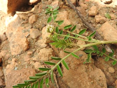 Astragalus hamosus, photographed by Abdenour Kheloufi
